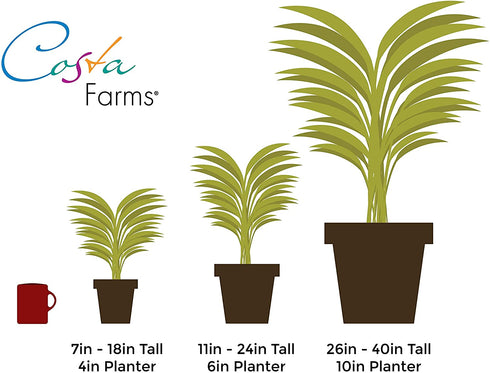 Costa Farms Fully Rooted Fully Rooted Indoor Zygocactus 7-Inches Tall, Gold Pot Cover