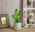 Suncatcher Stained Glass Style Cactus Plants Agave, Barrel, and Saguaro Cactus Ornamental Houseplant Decorations Handmade Succulent Plant Ornaments for Windowsill Balcony Kitchen Patio (Style 1)