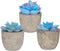 Set of 3 Succulents Plants Artificial Plants Home Decor Indoor Fake Plants Bedroom Aesthetic, Small Fake Plants Living Room Decor Office Desk Decor Women Fake Plant Decor Bathroom Shelf Decor