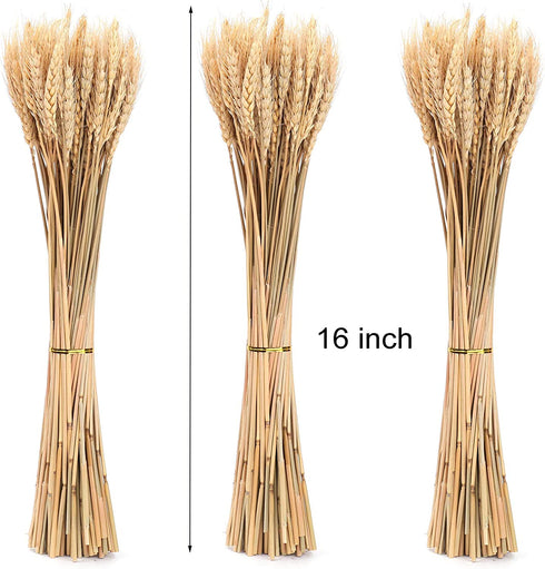 yarlung 300 Stems 16 Inch Dried Wheat Sheaves, Natural Wheat Stalks Bundle Fall Arrangement for DIY Craft, Home Table, Wedding