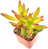 Succulent Plants (5 Pack) Assorted Potted Succulents Plants Live House Plants in Cacti and Succulent Soil Mix, Planter Pots Decor, Cactus Plants Live Indoor Plants Live Houseplants by Plants for Pets