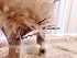 100 pcs Fluffy Pampas Grass Reeds Dried Flower, 17" Tall Not Sparse Natural Plant for Boho Wedding Bouquet Arrangement, Rustic Floral Home Decoration, Vase Filler for Living Room Decor for All Seasons
