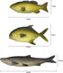 3 Large Artificial Fish- 12 to 16 in - Premium Quality - Realistic Fake Fish - Best Looking Real Fish Perfect for Food Display or Food Photography Prop - Flexible Foam Material