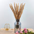 Total 75Pcs Natural Dried Pampas Grass Decor 17Inch,15Pcs White Pampas,15Pcs Brown Pampas,15Pcs Fluffy Bunny Tails Pampas Grass,30Pcs Reed Grass, for Flower Arrangements Boho Wedding Home Decor