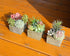 Mingfuxin Artificial Succulents Plants, Mini Assorted Green Faux Succulents in Pots, Small Succulents Plants Artificial with Wood Potted for Home Office Living Room Table Desk Plants Decor, Set of 3