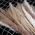 TOPHOOD 60 Pcs Dried Pampas Grass Decor -19inch Natural Pompas Floral/ Pompous for Flower Arrangements Wedding Home Decor(15 White & 15 Brown Grass& 30 Reed