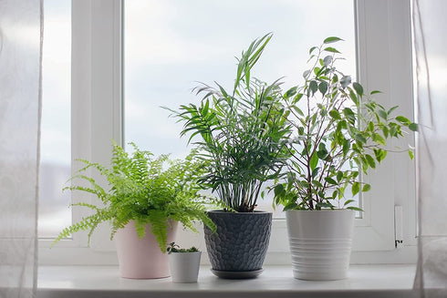 American Plant Exchange Chamaedorea Elegans Parlour Palm Live Indoor Houseplant, 6" Pot, Light Green Air Purifier