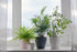 American Plant Exchange Chamaedorea Elegans Parlour Palm Live Indoor Houseplant, 6" Pot, Light Green Air Purifier