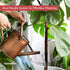 Homarden 81 oz. Copper Watering Can - Metal Watering Can with Removable Spout, Perfect Galvanized Watering Can for Indoor and Outdoor Plants (House Plants) - Flower Watering Can Gift & Decoration