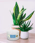 Hyoola White Three Wick Large Candle - 6 x 3 Inch - Unscented Big Pillar Candles - 62 Hour - European Made
