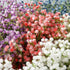 12 Pcs Baby's Breath Artificial Flowers Bulk 3 Branches Faux Baby Breath Plastic Flowers Fake Gypsophila Flower Arrangement for Crafts Fake Flowers Bouquet for Wedding Home Decor White Baby Breath