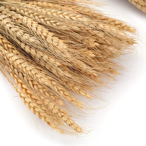 yarlung 300 Stems 16 Inch Dried Wheat Sheaves, Natural Wheat Stalks Bundle Fall Arrangement for DIY Craft, Home Table, Wedding