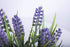 WITTY REMARK Fake Plants Artificial Lavender in Wooden Pots 10 Inches for Home Decoration Indoor/Outdoor Patio, Window, Table, Porch