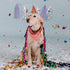 Premium Confetti Cannon - 4 Pack Multicolored | 1x Streamer Cannons and 3x Star Confetti Poppers | Launches 20-25ft | Party Poppers for Celebrations - Birthday, Graduation, New Year's Eve, Wedding