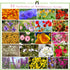 112,000+ Wildflower Seeds: Bulk Mix of 21 Varieties, Non-GMO Wild Flower Seed | Bee and Butterfly Garden Variety Pack | Annual Flowers Seeds for Planting | Native Wildflower Plants for Your Garden