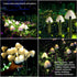 Raising Witt Solar Mushroom Fairy String Lights 20Led Outdoor Waterproof 16Feet 8Modes Solar Powered In Ground Lights Decoration for Garden Patio Yard Landscape Lawn Path Wedding Party Christmas(warm)