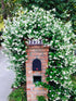 Perfect Plants Confederate Jasmine Live Plant, 1 Gallon, Includes Care Guide