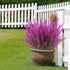 Artificial Lavender Flowers 12 Bundles Outdoor UV Resistant Fake Flowers No Fade Faux Plastic Plants Garden Porch Window Box Decorating (Fushia)