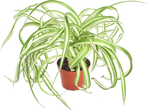 Shop Succulents | 'Bonnie' Curly Spider, Naturally Air Purifying 4" Pot, Easy Care, Live Indoor House Plant, Single