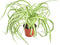 Shop Succulents | 'Bonnie' Curly Spider, Naturally Air Purifying 4" Pot, Easy Care, Live Indoor House Plant, Single