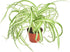 Shop Succulents | 'Bonnie' Curly Spider, Naturally Air Purifying 4" Pot, Easy Care, Live Indoor House Plant, Single