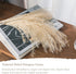 Dried Pampas Grass Decor Vase Home Design Arrangements,Natural Pompous Grass Plants Fluffy Artificial Faux Reed Flower Stems Bunch for Wedding Door Wreath Boho Living Room Decoration (100PCs Reed)
