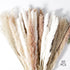 ANKRA 60 Pcs Natural Dried Pampas Grass, 15 Pcs White Pampas & 15 Pcs Brown Pampas & 30 Pcs Reed Grass, 20" Fluffy Pampas Grass Decor, Dried Pampas Grass for Flower Arrangements Home Decor, (ANKRA-01)