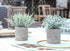 Der Rose 6pcs Mini Potted Fake Plants Small Artificial Plants for Home Farmhouse Bathroom Desk Office Decor