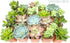 Succulent Plants (5 Pack) Assorted Potted Succulents Plants Live House Plants in Cacti and Succulent Soil Mix, Planter Pots Decor, Cactus Plants Live Indoor Plants Live Houseplants by Plants for Pets
