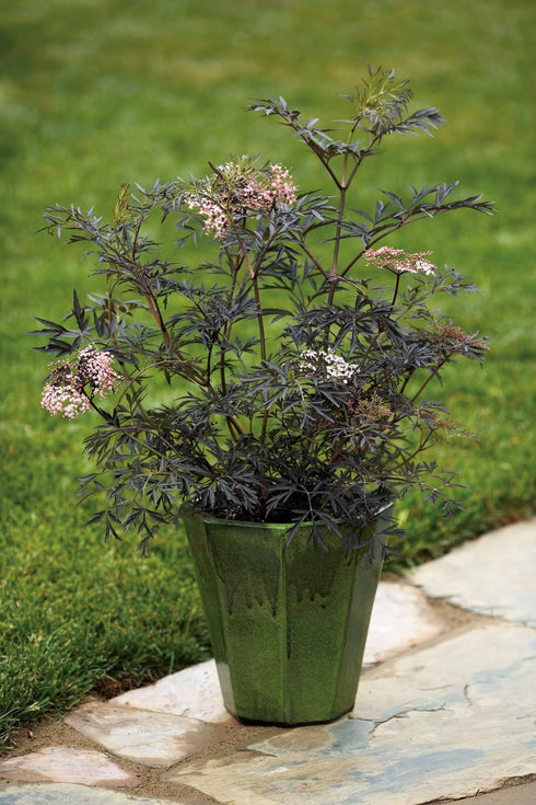 Black Lace Elderberry (Sambucus) Live Shrub, Pink Flowers, 4.5 in. Quart
