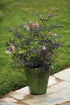 Black Lace Elderberry (Sambucus) Live Shrub, Pink Flowers, 4.5 in. Quart