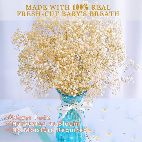 Dried-Babys-Breath-Flowers-Bouquet-17 inch 1500+ Ivory White Flowers, Natural Gypsophila Branches for Wedding, DIY Home Party Decor, Table Vase Decor for Parents, Friend, Children (White)