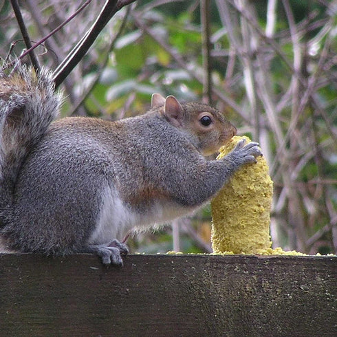 C&S CS611 Nut'n Sweet Corn Refill Squirrelog Backyard Feeder, None