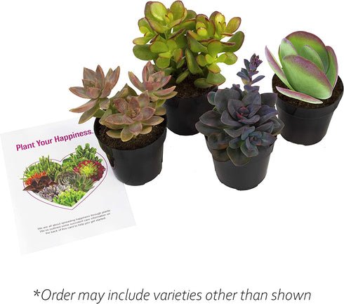 Altman Plants Desert Fire Collection 2.5" 4 Pack