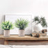 CEWOR 4 Packs Artificial Mini Potted Plants Fake Grey Greenery Eucalyptus Rosemary Boxwood Plastic Centerpiece for Bathroom Shelf Home Office Desk Table Indoor Decor
