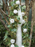 TOPHOUSE Artificial White Rose Garland 6.5ft Eucalyptus Flower Garland Real Touch White Rose Vine for Mantle Table Centerpiece