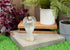 Grasslands Road Beloved Mother Angel Figurines - Memorial Angel Figurine - Memorial Figurines - Memory Figurines, Resin and Glass, 6 by 3 1/4 by 1 3/4 Inches