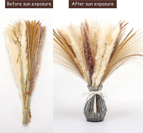 Pampas Grass Dried Pampas for Home Kitchen Decor, 17inch Natural Dried Pampas Grasss Decor Small Fluffy Pampas Bouquet Reed Grass Plant Boho Room Decor for Flower Arrangement (65Pcs)