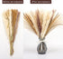 Pampas Grass Dried Pampas for Home Kitchen Decor, 17inch Natural Dried Pampas Grasss Decor Small Fluffy Pampas Bouquet Reed Grass Plant Boho Room Decor for Flower Arrangement (65Pcs)