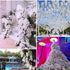 HinyoCo 5 Pcs Artificial Phalaenopsis Flowers Artificial Orchid Flowers 32 Inch Stem Plants for Home Wedding Decoration