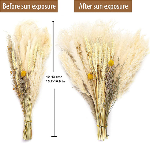 70 Pcs Natural Pampass Grass Set | 17in Boho Pampas Grass Plants-Natural Dried Pampas Grass Decor for Home Arrangements, Wedding Kitchen Yard Decor
