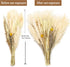 70 Pcs Natural Pampass Grass Set | 17in Boho Pampas Grass Plants-Natural Dried Pampas Grass Decor for Home Arrangements, Wedding Kitchen Yard Decor