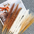 Pampas Grass, 65Pcs Natural Dried Pampas Grass Decor With 20Pcs Cream White Pampas Grass& 20Pcs Brown Pampas&25Pcs Pompous Grass,17.5"Bouquet For Dried Flowers Decor And Flower Arrangements Home Decor