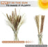 60 Pcs Boho Flowers Faux Pampas Grass Decor- Tall and Fluffy with No Shedding - Artificial Pompass Grass for Home, Wedding, and Table Decor, White, Brown & Reed