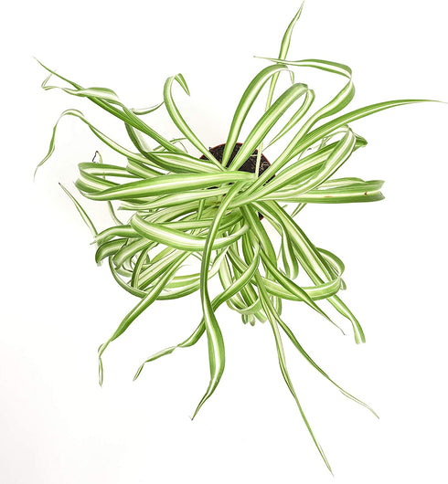 Shop Succulents | 'Bonnie' Curly Spider, Naturally Air Purifying 4" Pot, Easy Care, Live Indoor House Plant, Single