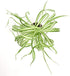 Shop Succulents | 'Bonnie' Curly Spider, Naturally Air Purifying 4" Pot, Easy Care, Live Indoor House Plant, Single