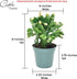 Costa Farms Fully Rooted Fully Rooted Indoor Zygocactus 7-Inches Tall, Gold Pot Cover
