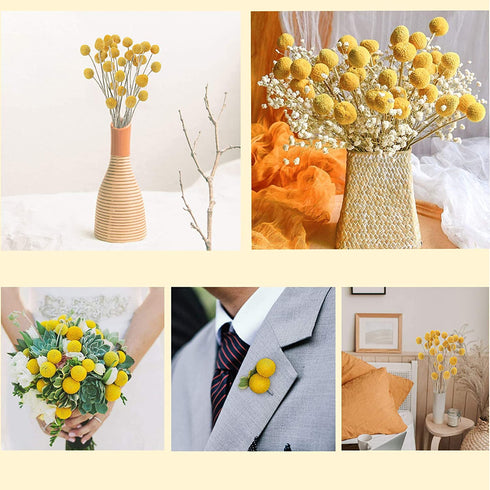 Uieke 30Pcs Natural Dried Flowers Craspedia Billy Balls Flowers Billy Buttons Floral Bouquet for Flower Arrangements Wedding Home Tall Vase Decor Yellow