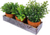 Set of 3 Mini Artificial Plants Greenery Eucalyptus Boxwood in Terracotta Pot with Wood Box Indoor Office Apartment Wedding Tabletop