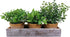 Set of 3 Mini Artificial Plants Greenery Eucalyptus Boxwood in Terracotta Pot with Wood Box Indoor Office Apartment Wedding Tabletop